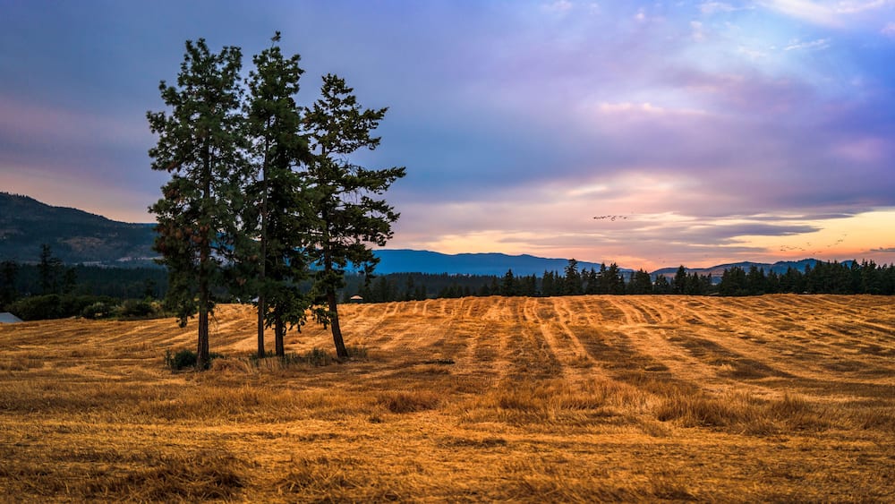 A golden field with a prominent tree and distant mountains under a colorful sky.
