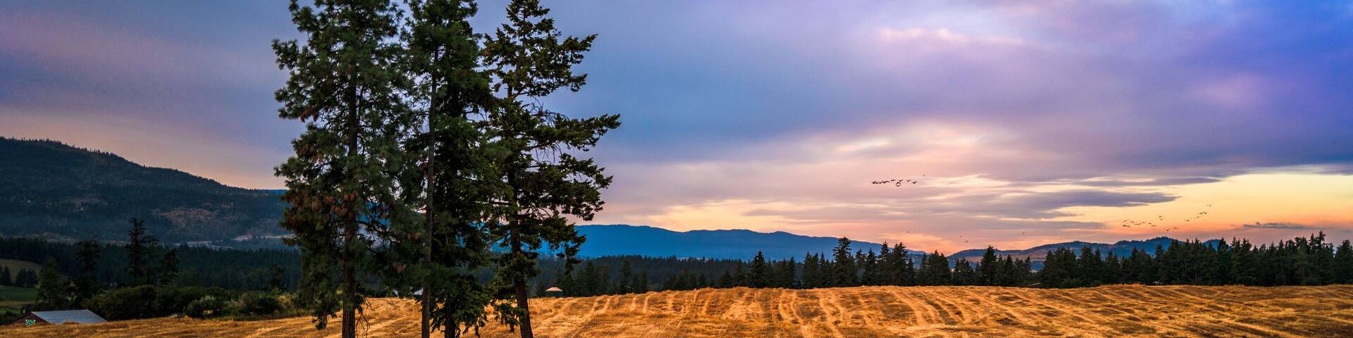 Wheat field landscape at sunrise in Armstrong of British Columbia, Canada. Fur trees in the golden meadows.