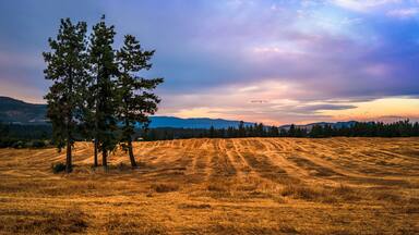 Wheat field landscape at sunrise in Armstrong of British Columbia, Canada. Fur trees in the golden meadows.