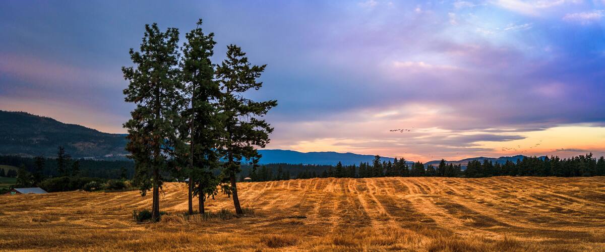 A golden field with a prominent tree and distant mountains under a colorful sky.