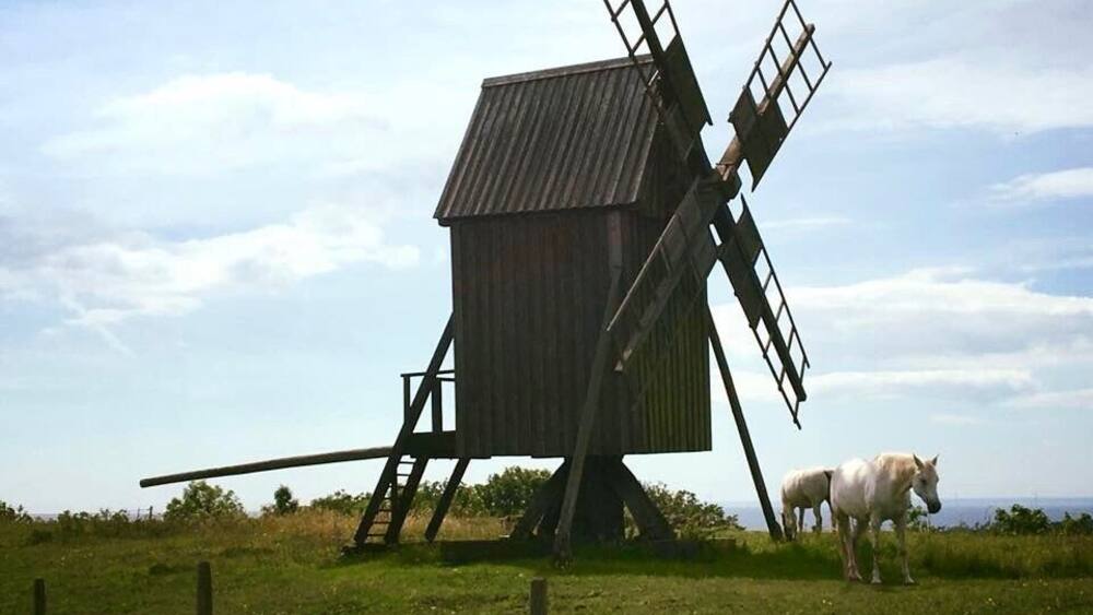 White horses near the windmills