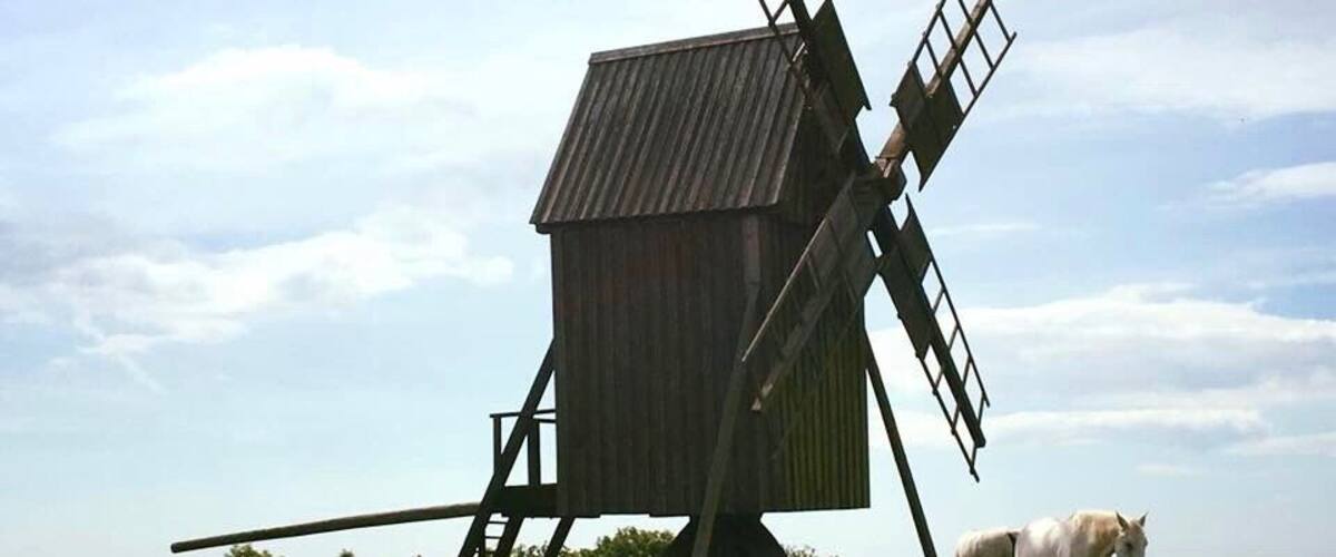 White horses near the windmills