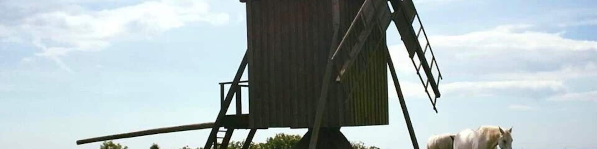 White horses near the windmills