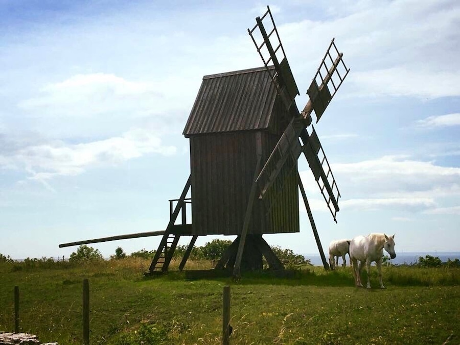 White horses near the windmills