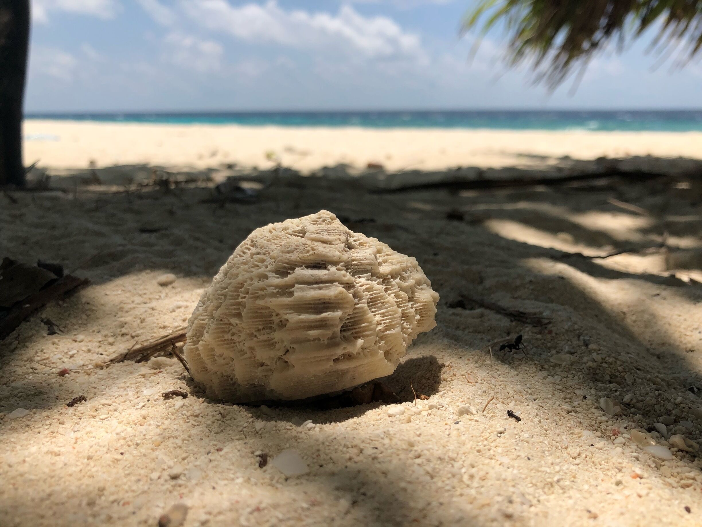 Coral reefs’s beauty.
#BeachTips