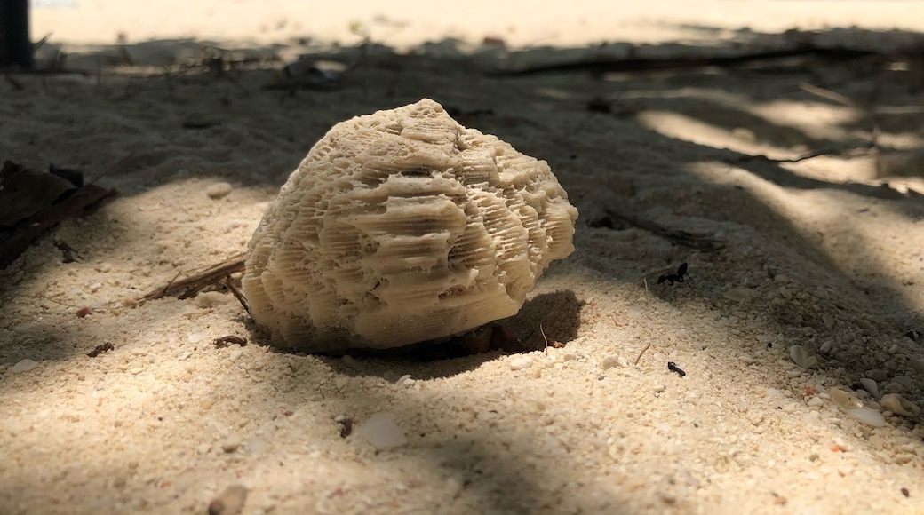Coral reefs’s beauty.
#BeachTips