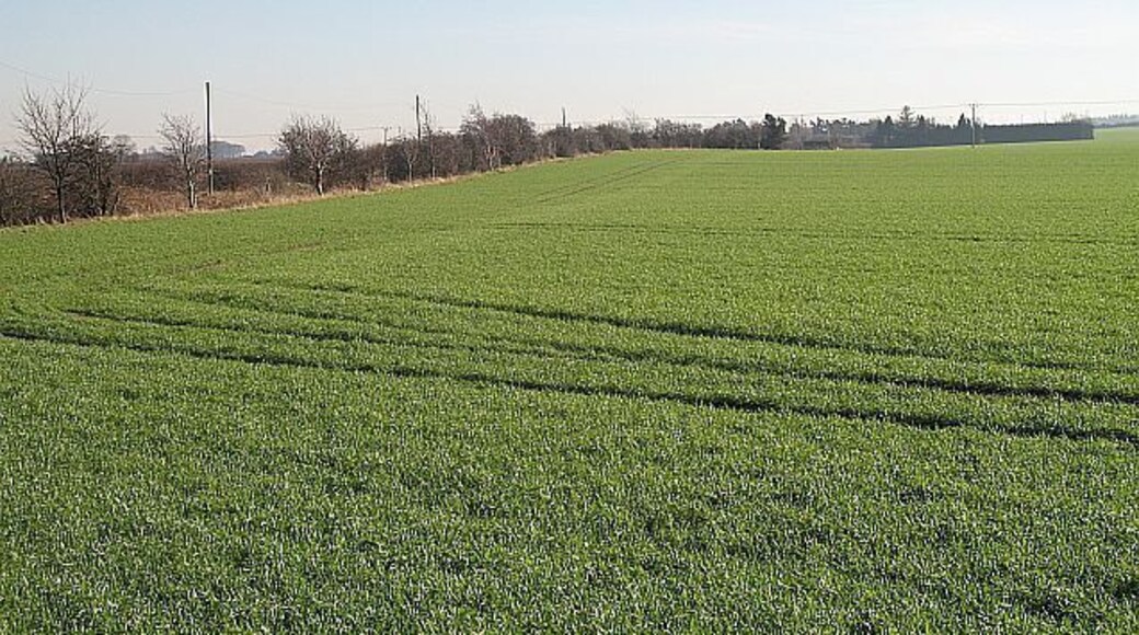 Winter crops, Drem Sadly the acreage of stubble in East Lothian decreases every year. Hopefully for our wildlife, the market for malting barley holds up. That is usually planted after the winter.