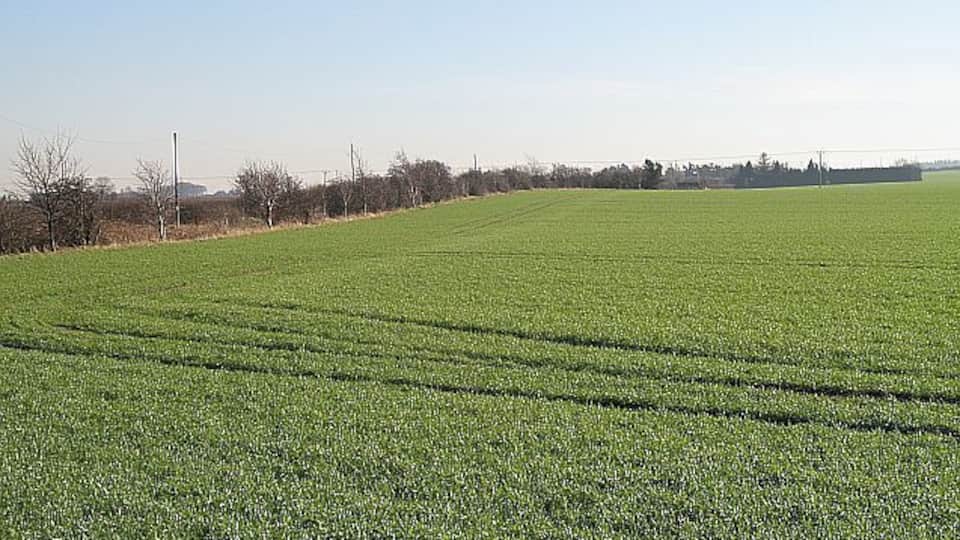 Winter crops, Drem Sadly the acreage of stubble in East Lothian decreases every year. Hopefully for our wildlife, the market for malting barley holds up. That is usually planted after the winter.