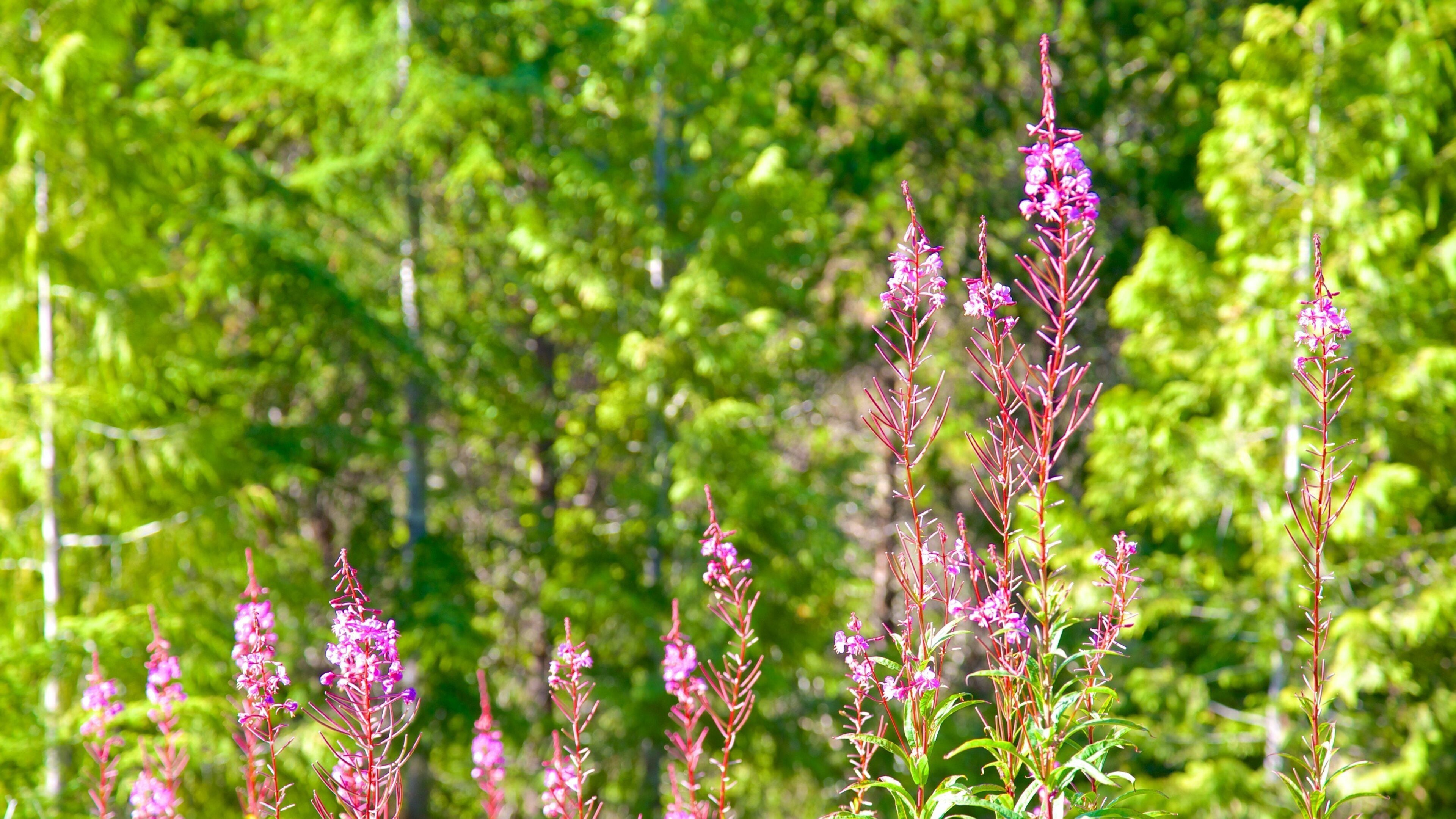 Radar Hill som viser skog, villblomster og blomster