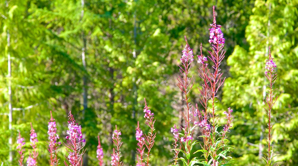 Radar Hill som viser skog, villblomster og blomster