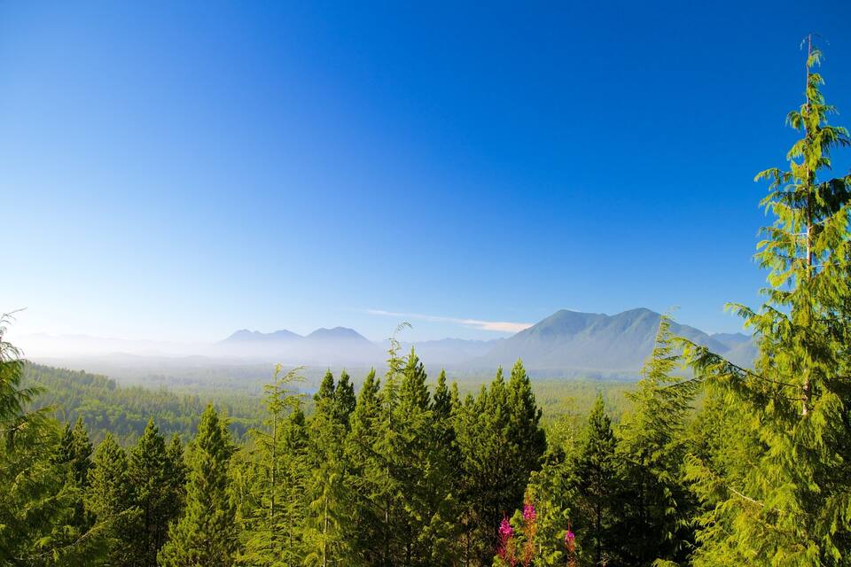 En tät skog med höga träd och ett bergskedja i bakgrunden under en klarblå himmel.