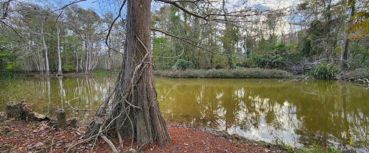 Un étang entouré d’arbres, dont les eaux reflètent le ciel.