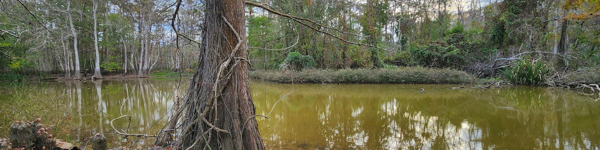 A pond surrounded by trees with reflections of the sky.