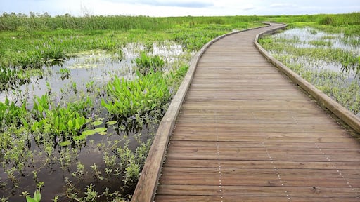 Boardwalk curves through a marsh and wetlands along Pintail Wildlife Drive at Cameron Prairie National Wildlife Refuge in Louisiana