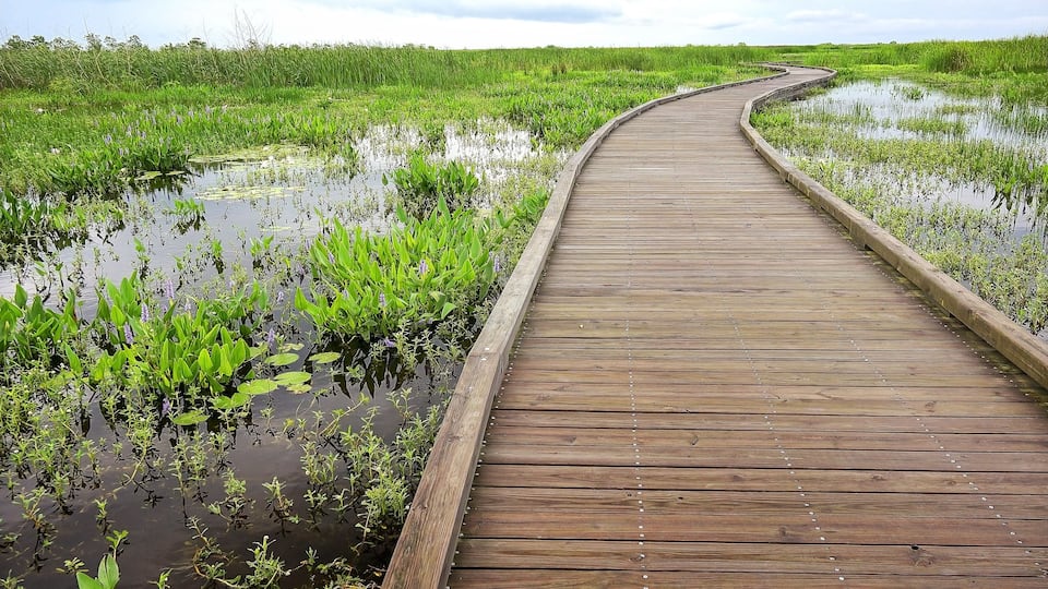 A wooden boardwalk curving through a wetland area with green vegetation and water.