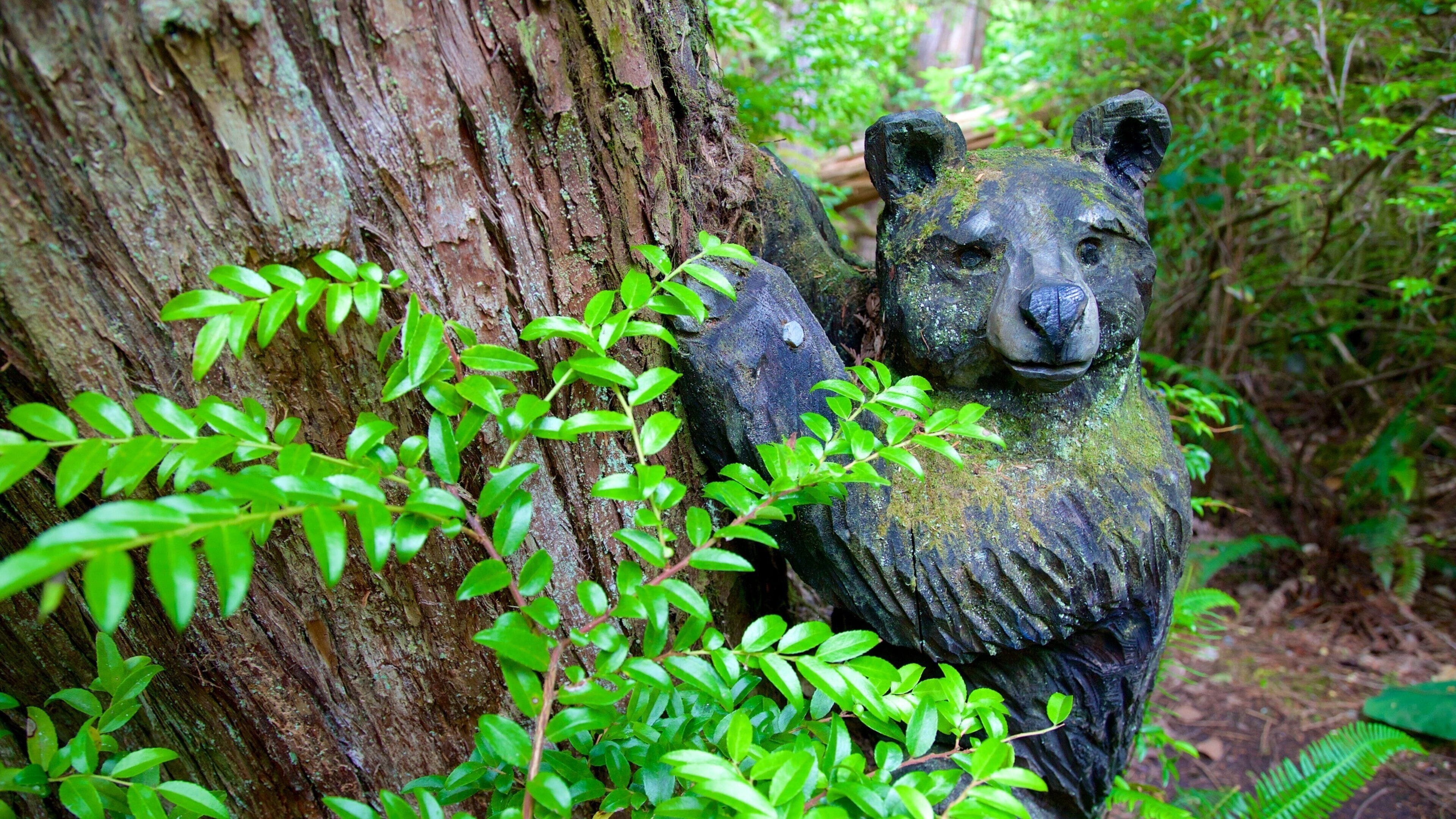 Tofino Botanical Gardens which includes forests, outdoor art and a park