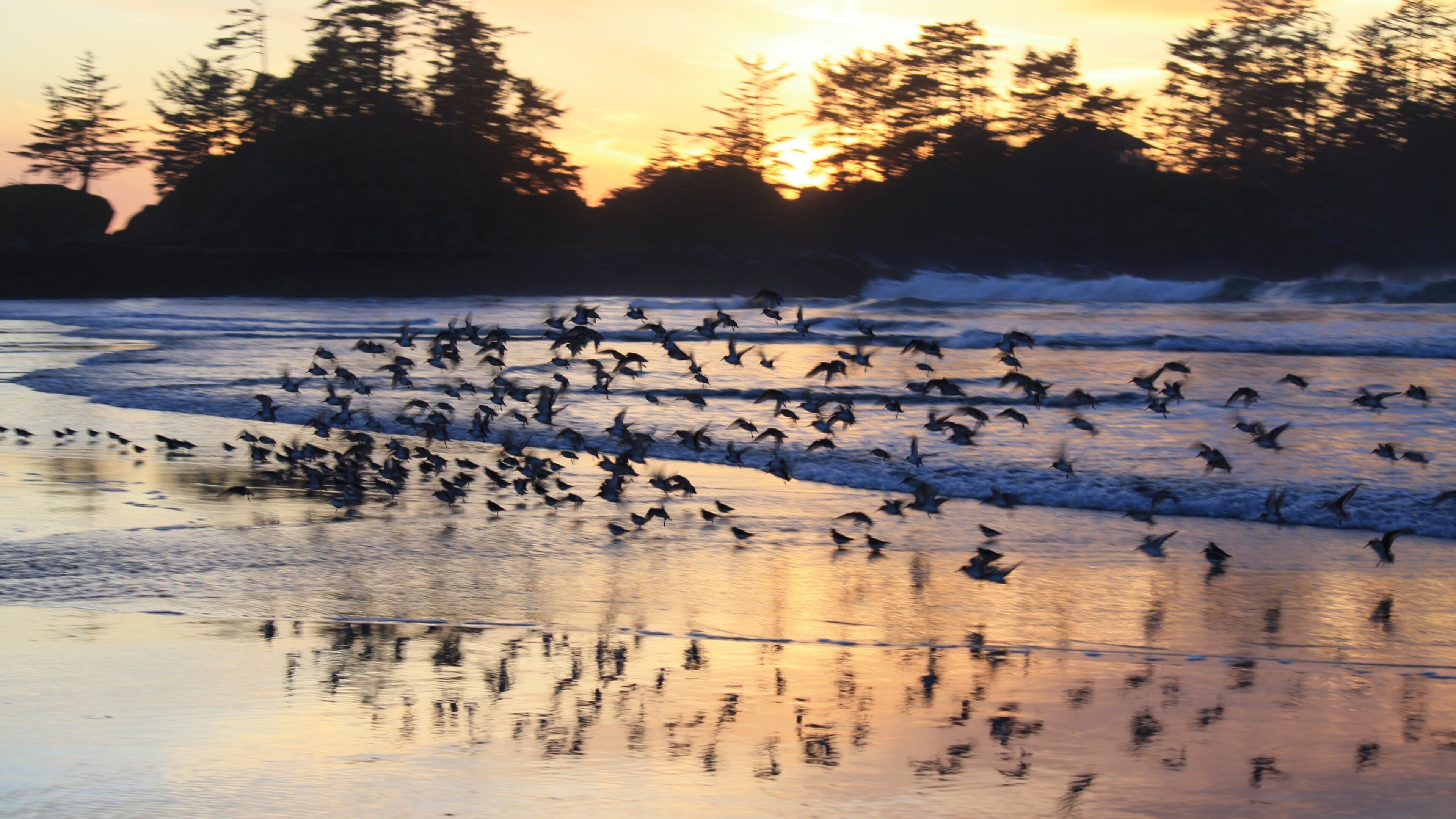 Chesterman Beach montrant vie des oiseaux, plage et vues littorales