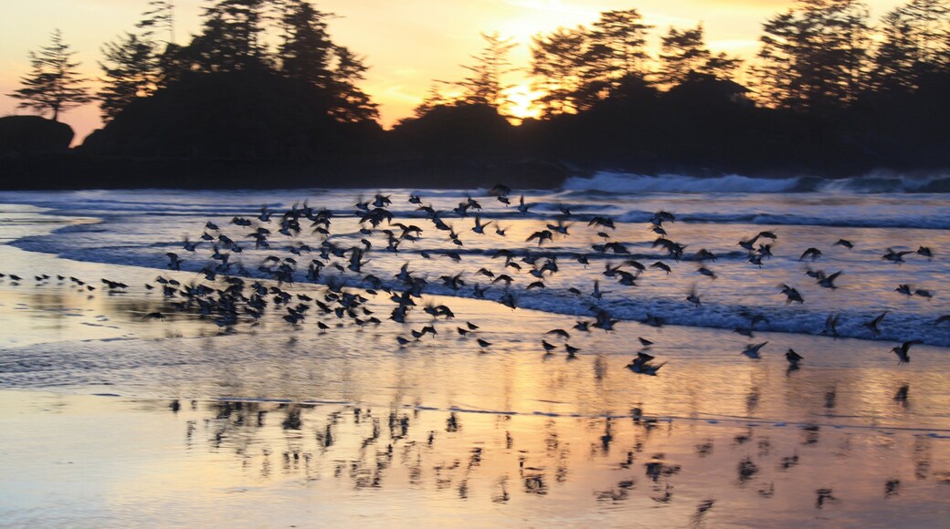 Chesterman Beach montrant vie des oiseaux, plage et vues littorales