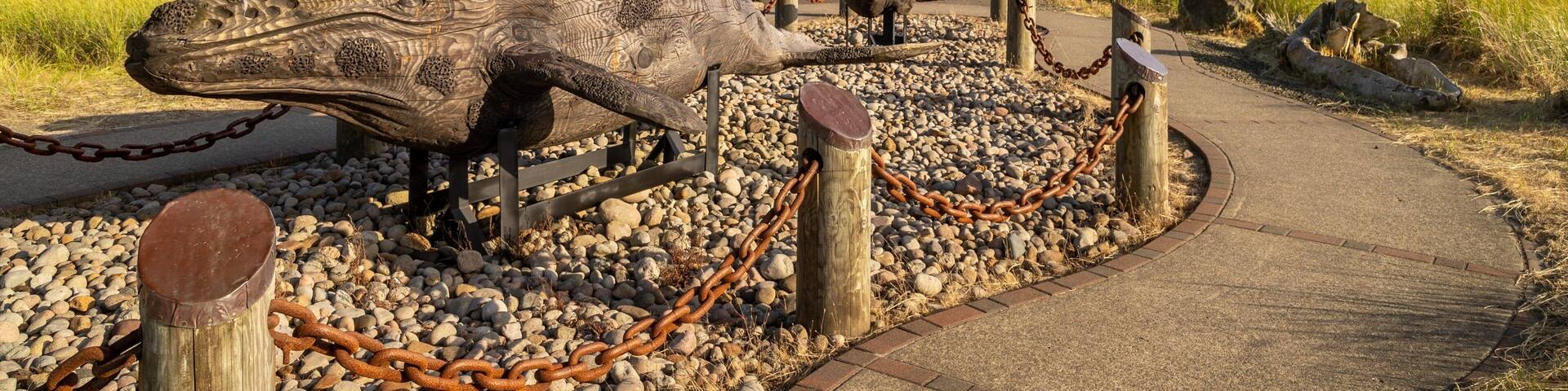 Gray Whale Skeleton featuring tranquil scenes
