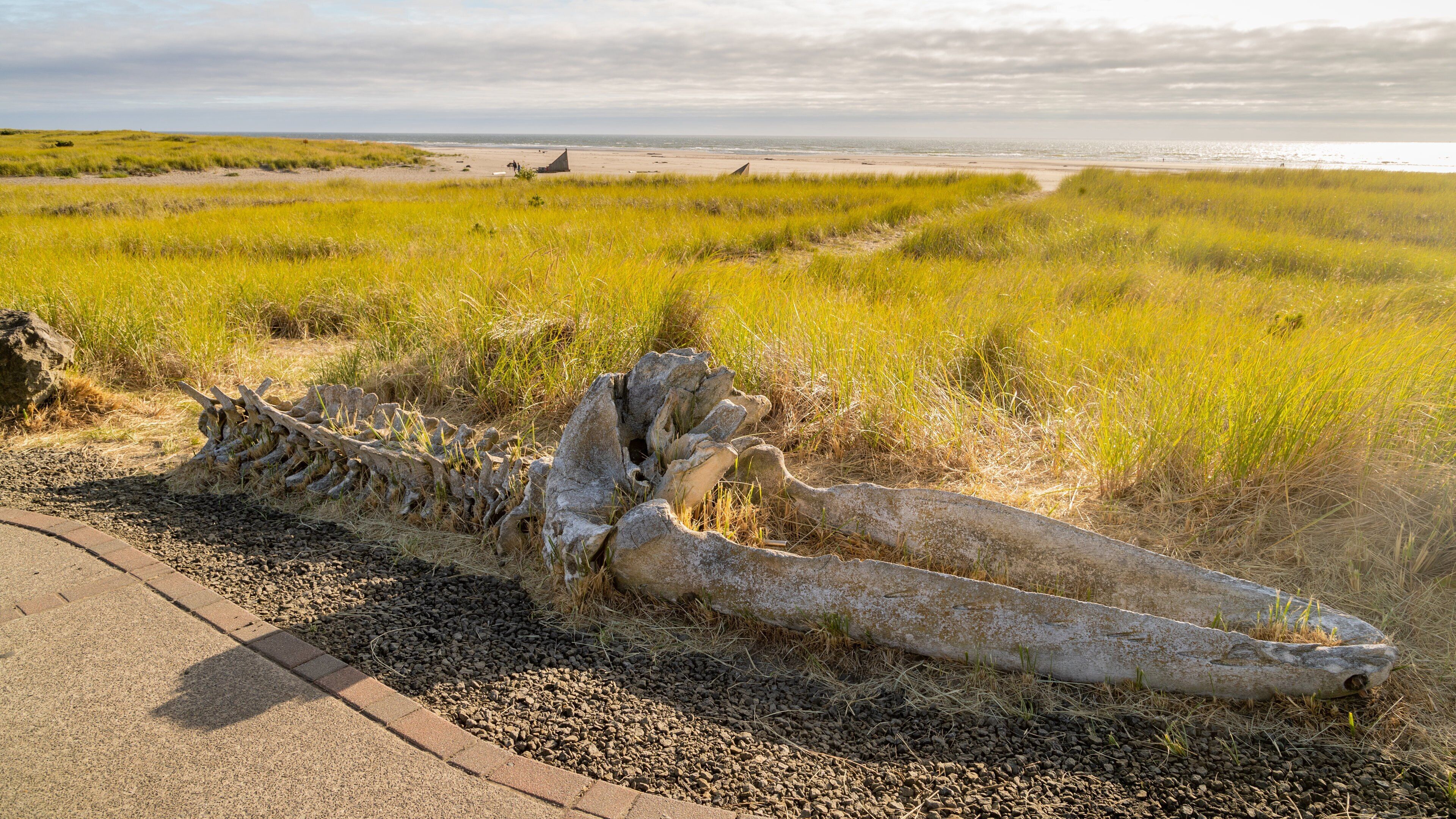 Gray Whale Skeleton showing general coastal views