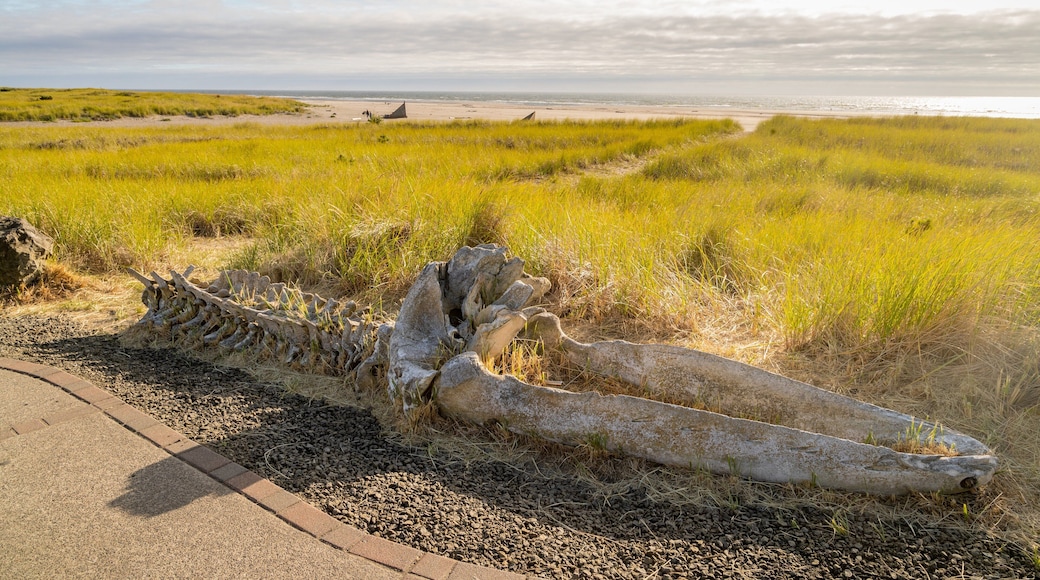 Gray Whale Skeleton showing general coastal views