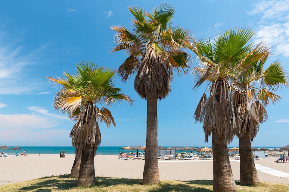 Three palm trees on a beach with umbrellas and lounge chairs.