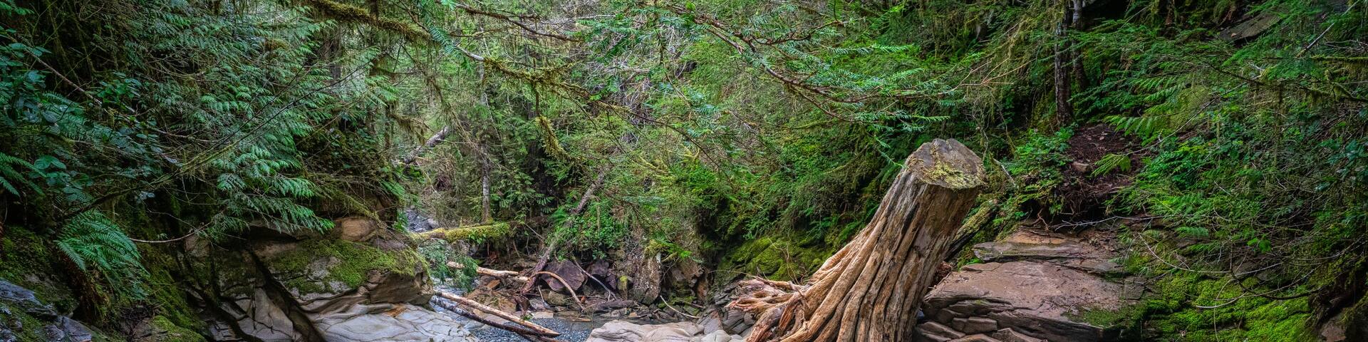 Tree stump lodged in the water in Cumberland BC on Vancouver Island