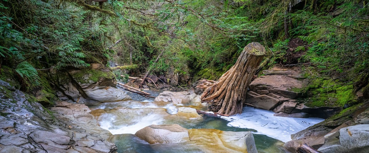 A rocky stream with clear water flowing over rocks, surrounded by dense green foliage and a large fallen tree trunk.