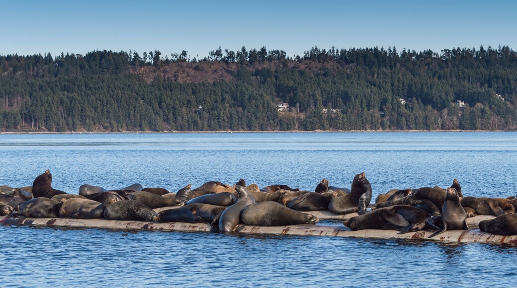 California Sea Lions at Fanny Bay in Baynes Sound, Eastern Vancouver Island, BC