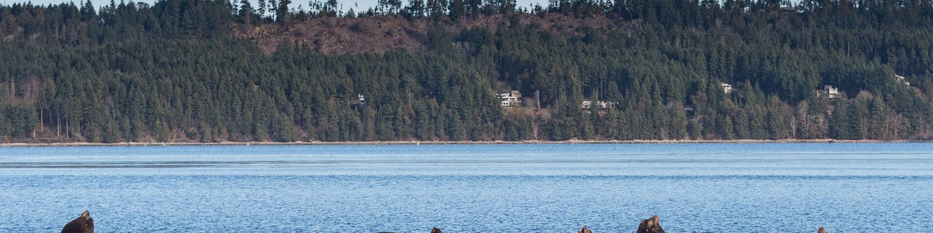 California Sea Lions at Fanny Bay in Baynes Sound, Eastern Vancouver Island, BC