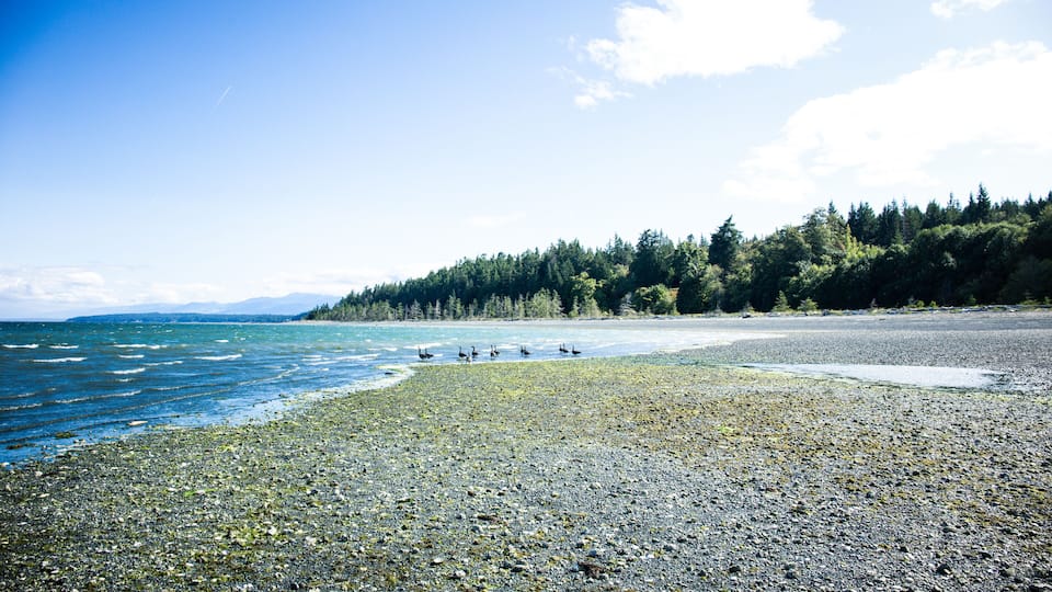 A rocky shoreline with a forested hill in the background and a clear blue sky.