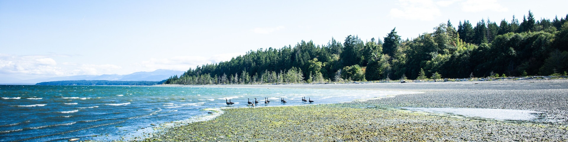 Cute canadian geese walking on the beach on Denman Island, Vancouver Island, Canada. Ready for migration.