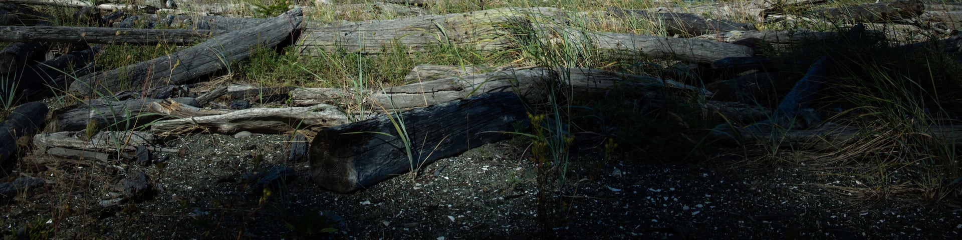 A rocky shoreline with driftwood and sparse vegetation under a clear blue sky.