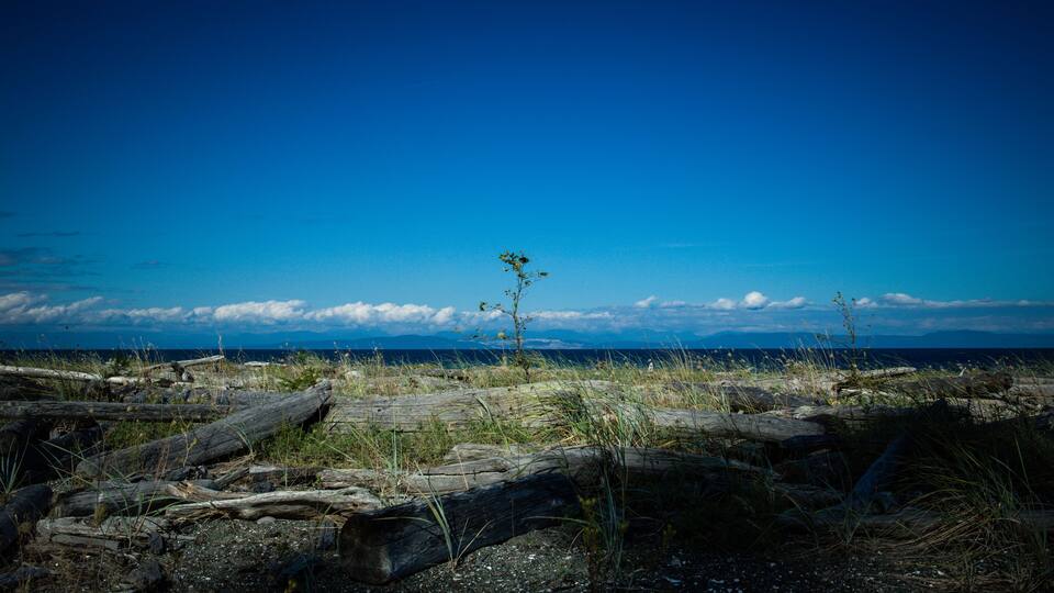 A rocky shoreline with driftwood and sparse vegetation under a clear blue sky.