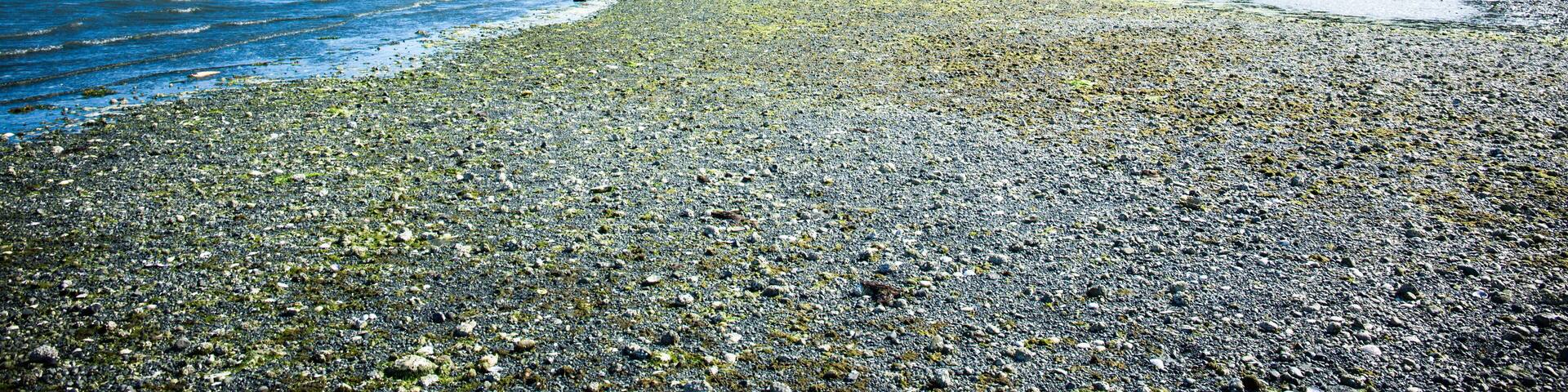 Cute canadian geese walking on the beach on Denman Island, Vancouver Island, Canada. Ready for migration.
