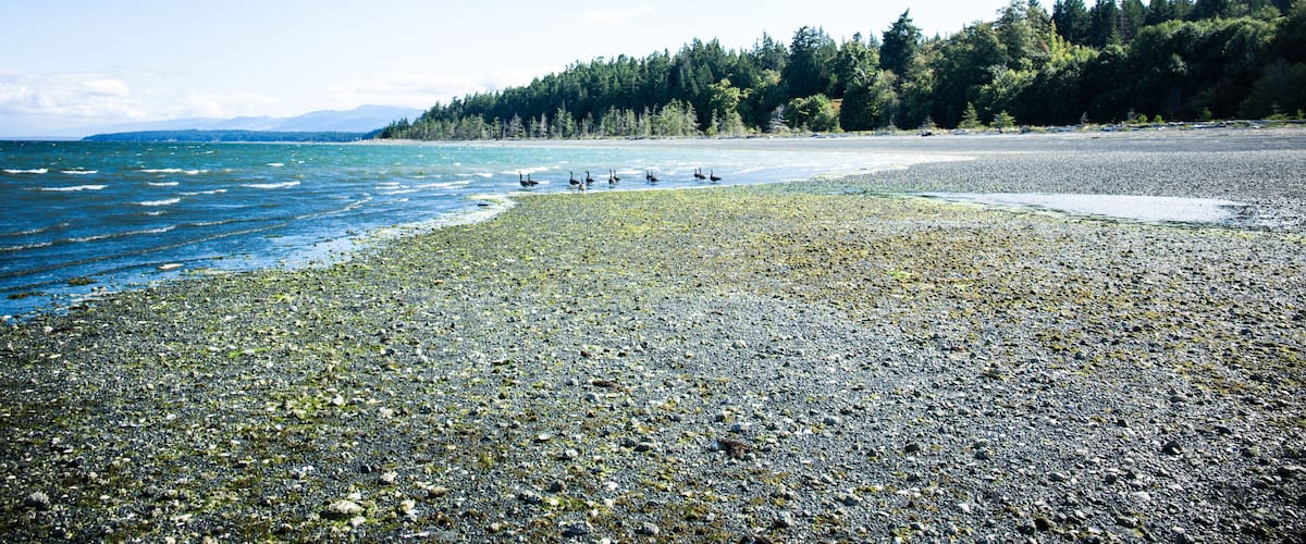 A rocky shoreline with a forested hill in the background.