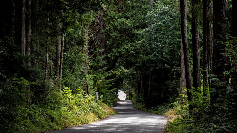 A forested road flanked by tall trees.