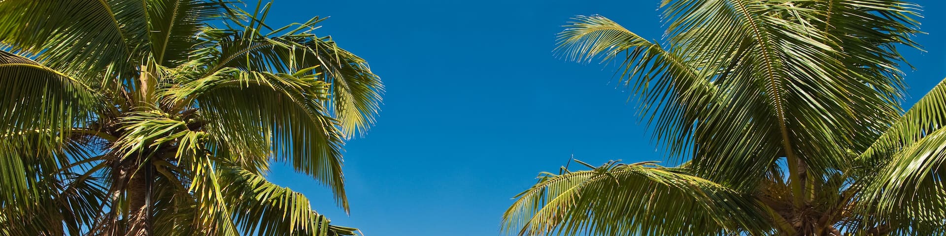 A beach with palm trees and clear turquoise water.