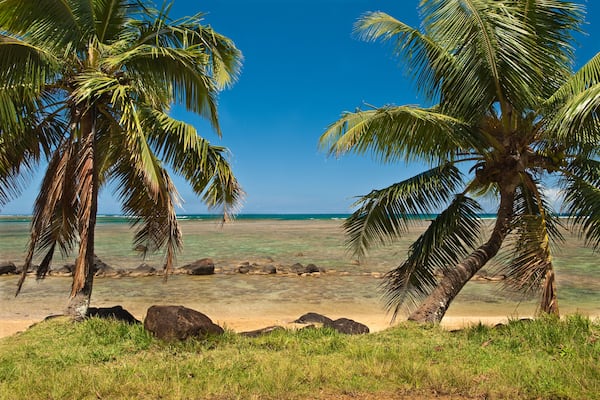 A beach with palm trees and clear turquoise water.