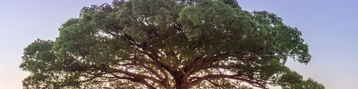 'Jequitibá' (Cariniana) tree in Valinhos/SP/ Brazil against sunset sky