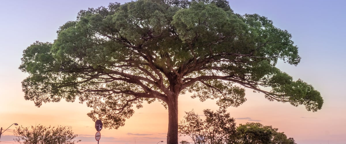 'Jequitibá' (Cariniana) tree in Valinhos/SP/ Brazil against sunset sky