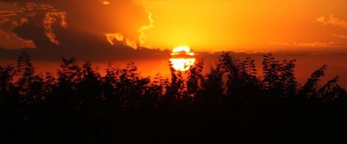 A sunset over a body of water with silhouetted trees in the foreground.