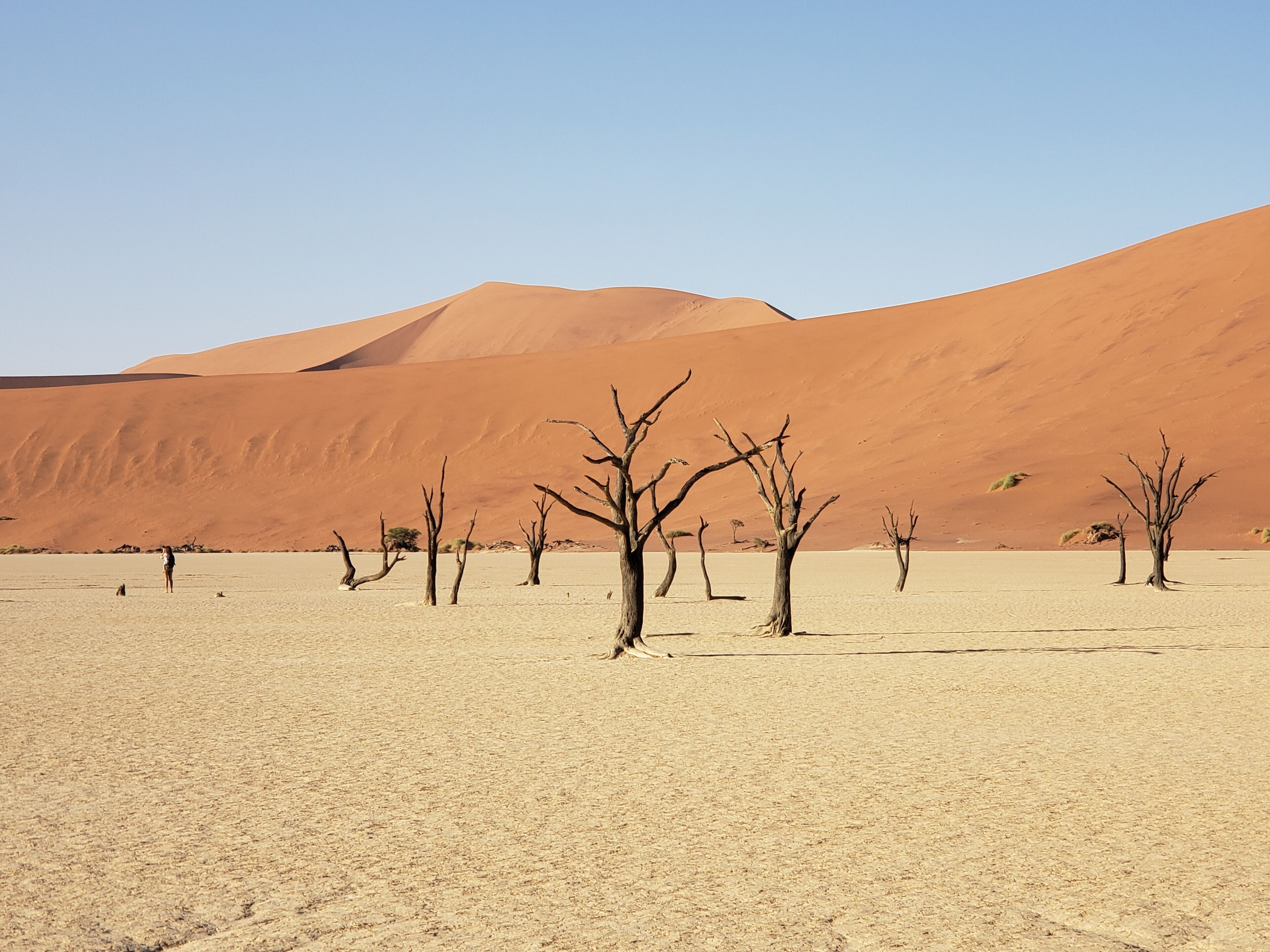 Dead pan
The stark ancient trees still stand in this ultra arid plain in the oldest desert in the world.