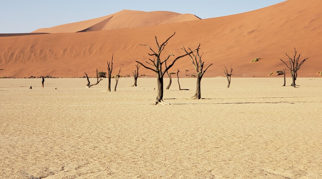 Dead pan
The stark ancient trees still stand in this ultra arid plain in the oldest desert in the world.
