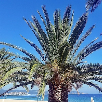 Spring in Halkidiki, Greece!