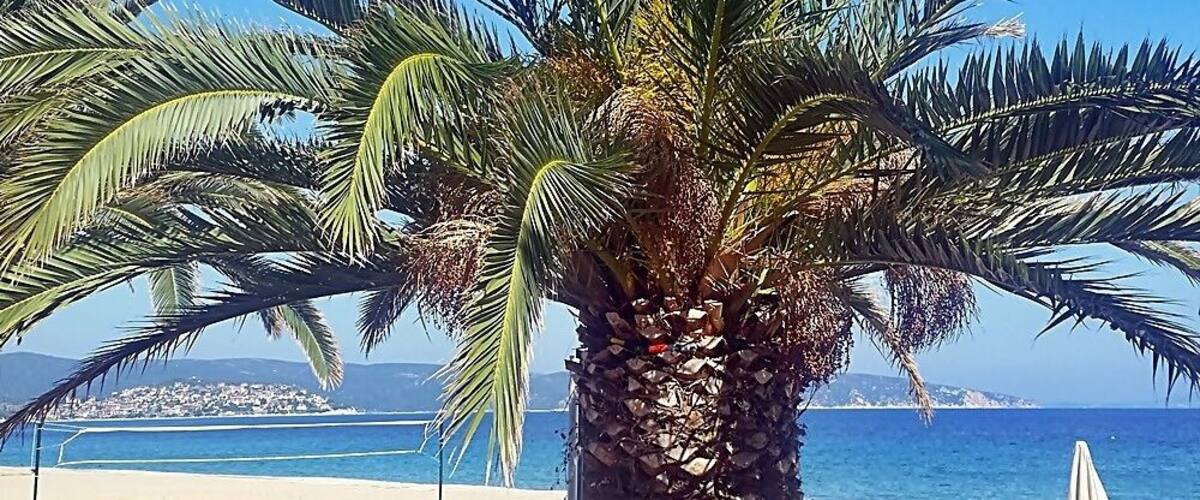 A palm tree with a clear blue sky and a distant view of a coastline.