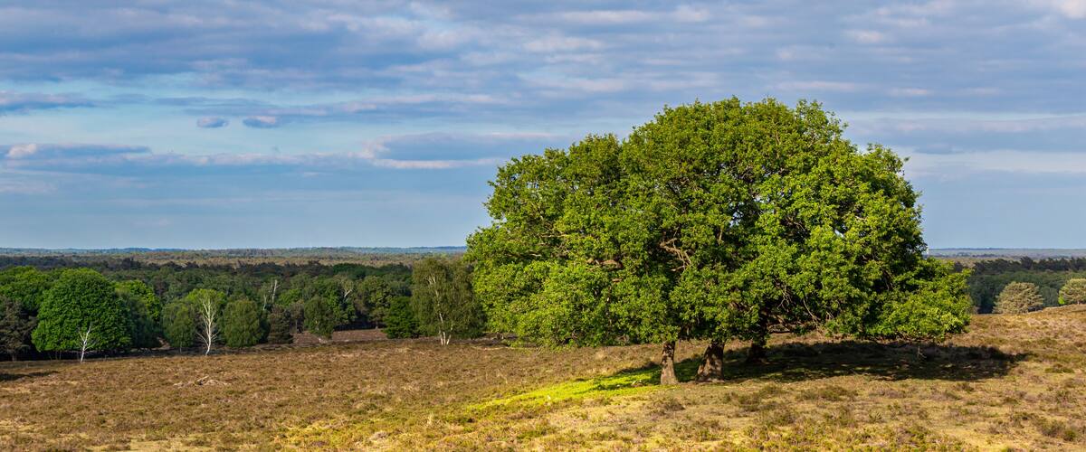 View from viewpoint 'De Valenberg', in natrure reserrve Planken Wambuis at Veluwe Gelderland, Netherlands