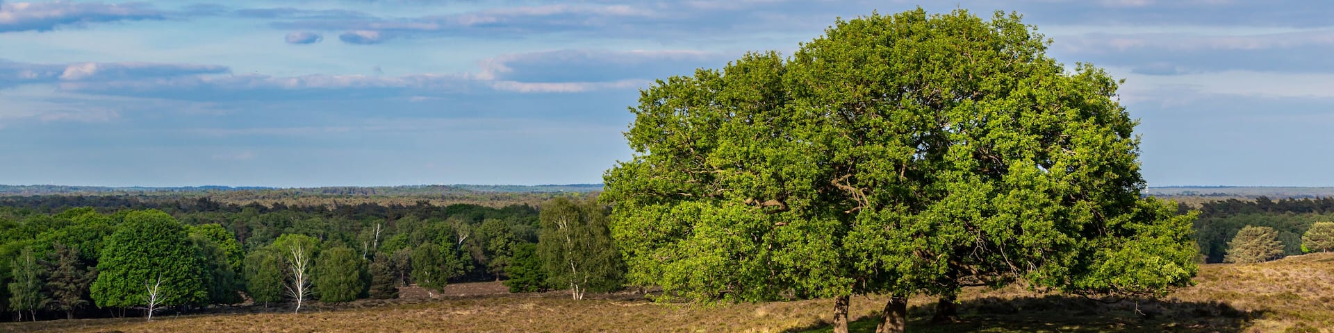 View from viewpoint 'De Valenberg', in natrure reserrve Planken Wambuis at Veluwe Gelderland, Netherlands