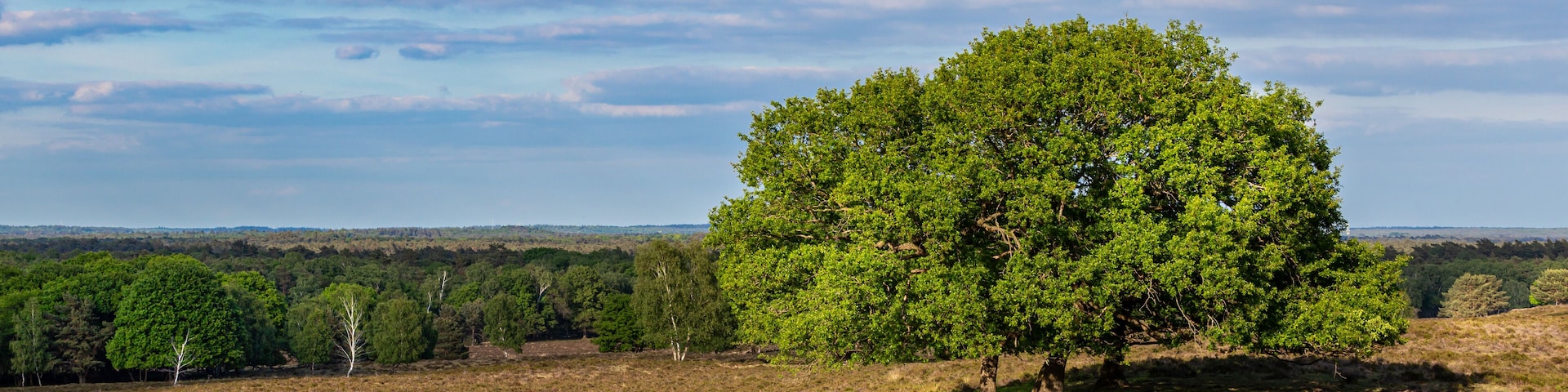 A large tree in a grassy field with a distant forest and cloudy sky.