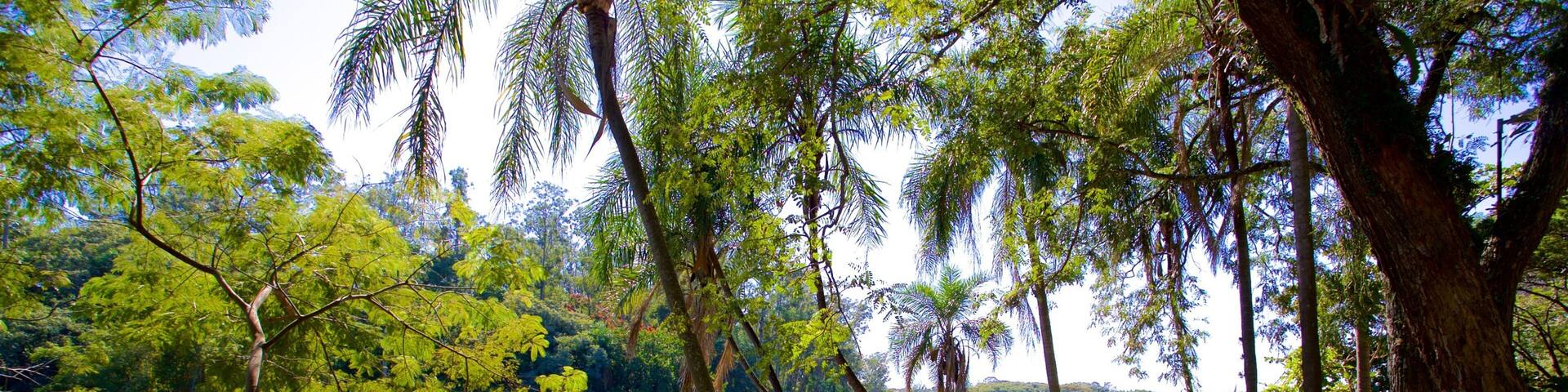 Taquaral Lake showing a park and a river or creek